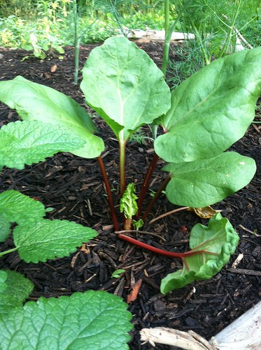 Rhubarb from Seed