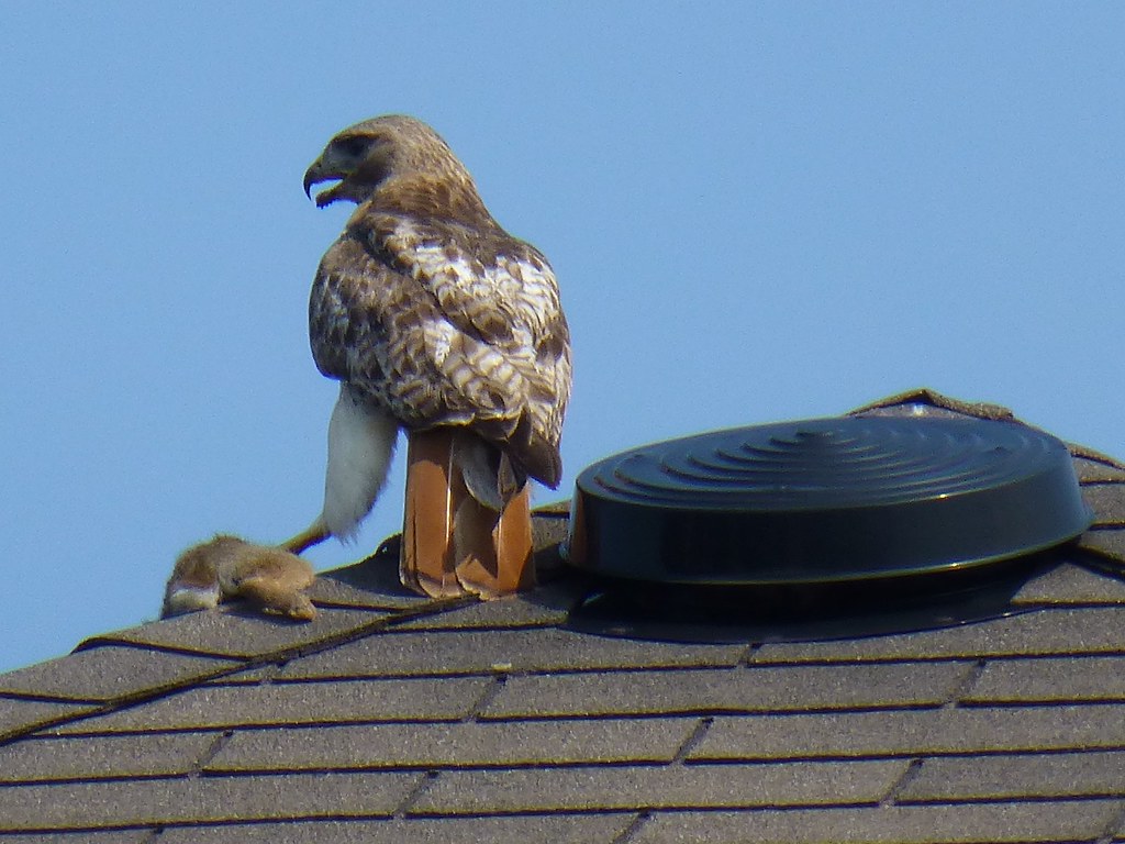 red tailed hawk_1
