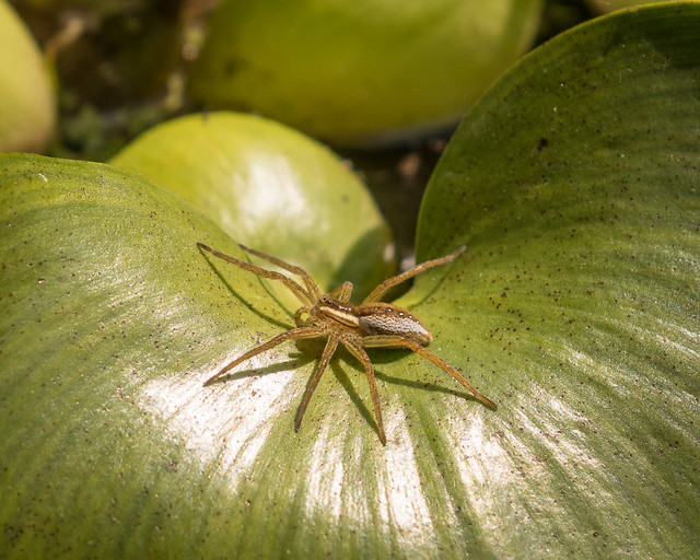 six-spotted fishing spider