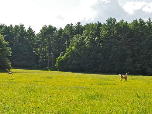 field grass deer fawn westford sigma30mmf14