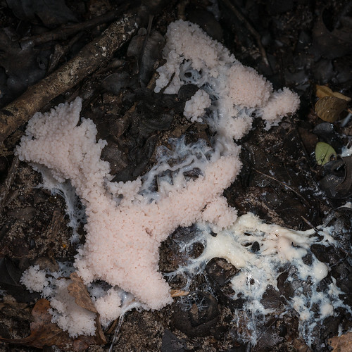 france macro photographie été saison leslandes sabres aquitaine slimemould myxomycete régnedesmycotaetdesfungi poursouguère