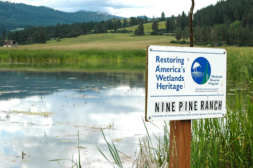 Nine Pine Ranch, a wetland easement near Chewelah, Washington, provides habitat for a variety of wildlife including yellow-headed black birds. NRCS photo.