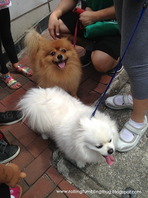 Hong Kong Dogs