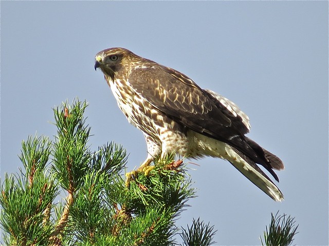 Red-tailed Hawk at Shoshone National Forest in Teton County, Wyoming 02