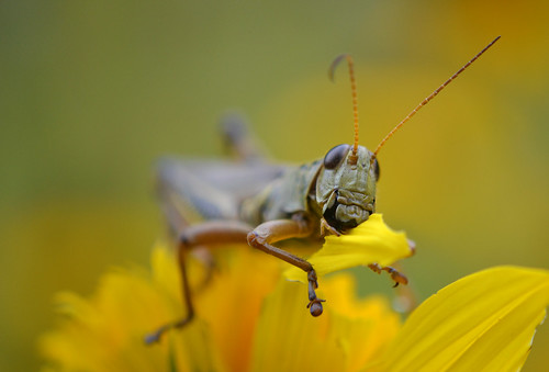 grasshopper eating flower petals and looking curious