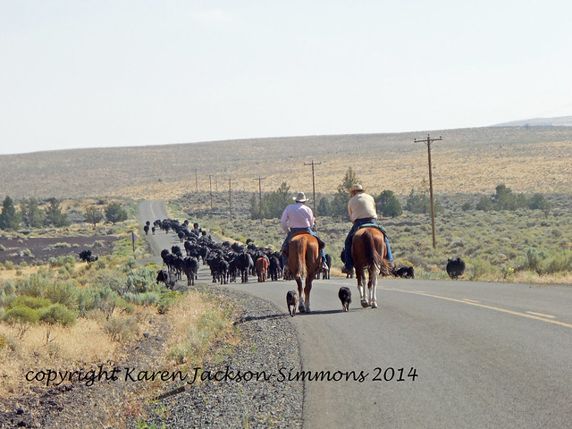 Trailin' Cattle
