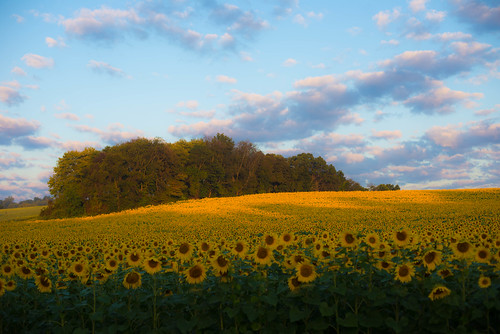day sunflowers harfordcounty jarrettsvillepike hessroad pwpartlycloudy