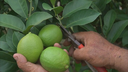 近年農民又從檳榔改回種植檸檬