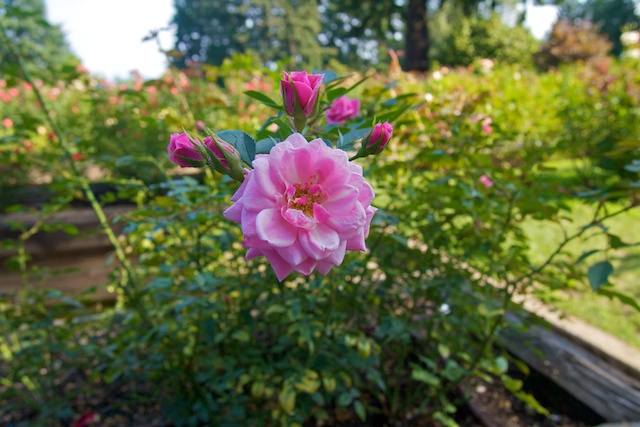 Portland Japanese Garden + Rose Garden