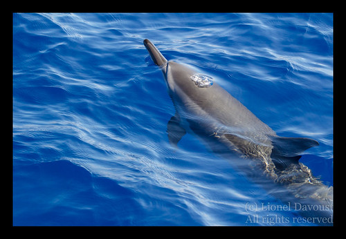 Spinner dolphin idling