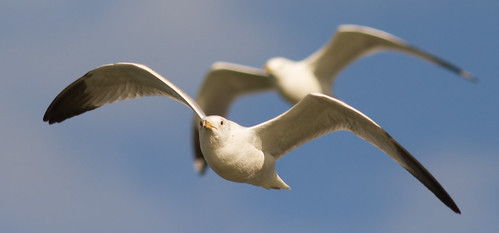cmsheehy colemansheehy nature wildlife bird gull rappahannock virginia seagull