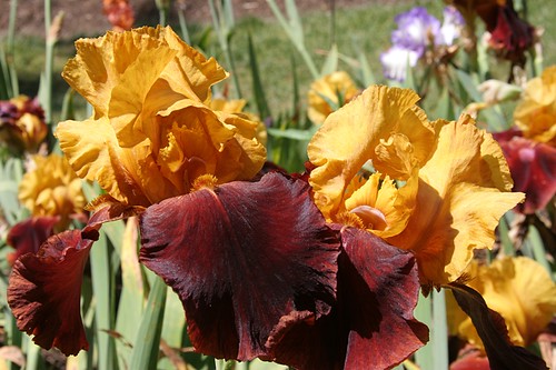 Schreiner's Iris Gardens