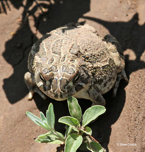 tx toad bufo swishercounty texastoad bufospeciosus