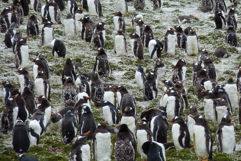 Gentoo Penguins in Molting Stage, Bluff Cove, Falkland Islands