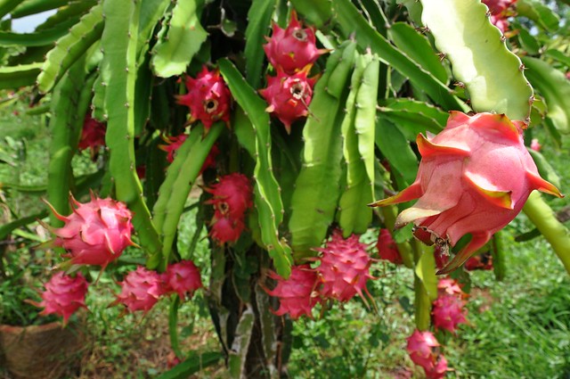 Dragon Fruit Tree