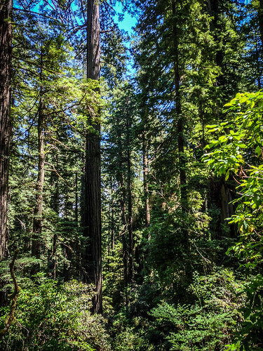 Redwoods and Elk-055