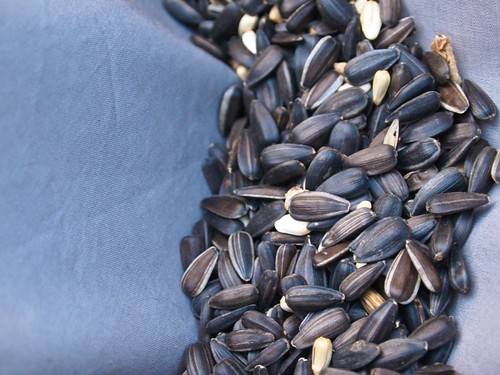 close-up of a bird feed seed mix
