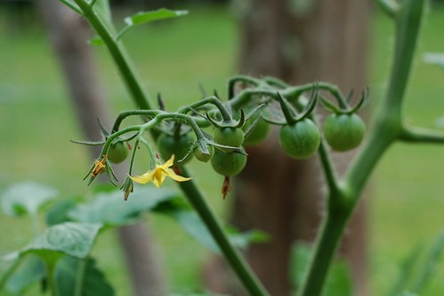 Cherry tomatoes on the vine by Eve Fox, the Garden of Eating copyright 2014