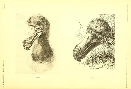 006-Dodo-studiën…1917- Anthonie C. Oudemans- Biodiversity Library