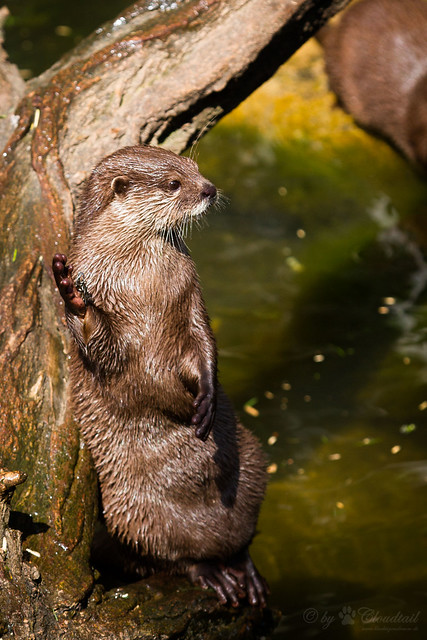 otter standing up and leaning against a tree, a la James Dean