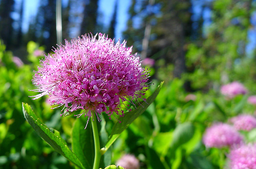 Rainer flower 2 Washington Cascades_0158