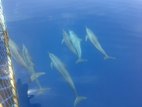 4 animales delfin filipinas negros 2014 scfilipinas bahíadebays islanegros baysbay
