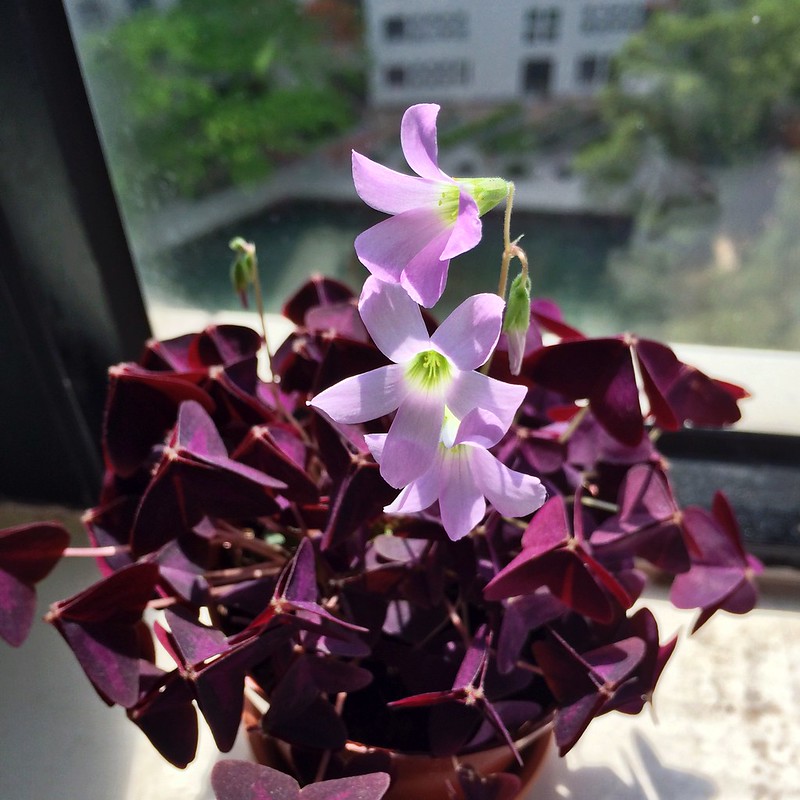 plant profile: purple shamrock (oxalis triangularis
