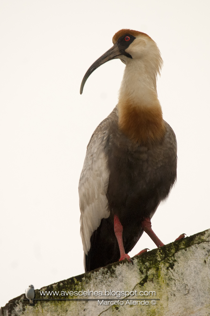 Bandurria boreal (Buff-necked Ibis) Theristicus caudatus