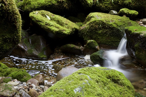 light newzealand green water creek forest canon moss rainforest rocks boulders westcoast temperaterainforest southwestland herculescreek
