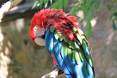 Macaw at Branfere