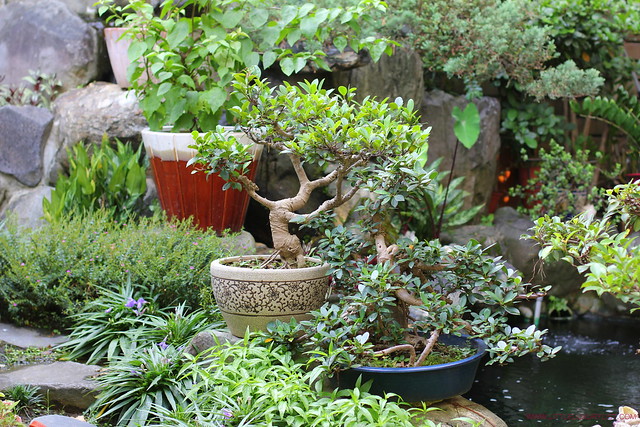 Taipei bonsai by little luxury list