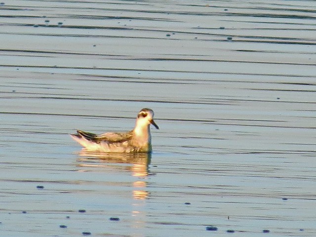 Red Phalarope at the Gridley Wastewater Treatment Ponds in McLean County, IL on 9-16-14 17