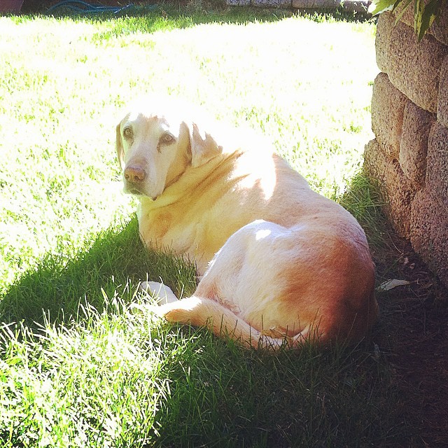 My father's 14-year-old Lab, Sally. This last trip to Boise might be the last time I see her alive. She's been his constant companion her entire lifetime, and I know he'll be devastated when she passes.