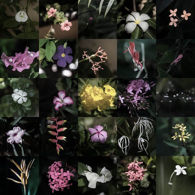 Flower Collage grunge