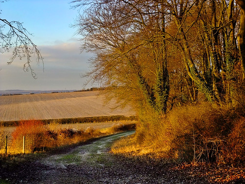 winter england tree field track january hampshire lane goldenhour alresford 2011 abbotstonedown wayfarerswalk candovervalley abbotstone spybushlane