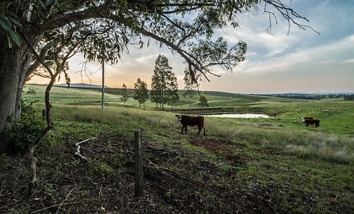 pentax k1 sigma70200mmf28 hdpentax14xrearconverter grazing paddocks bucolic farm cattle hereford landscape pokolbin dusk