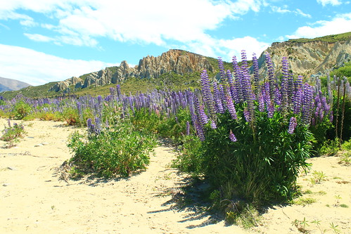 Clay Cliffs and Lupin