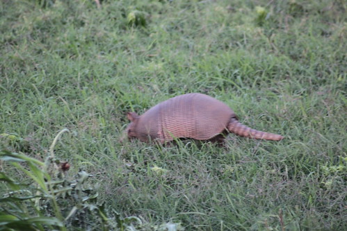 Armadillo! Photographing from a safe distance.