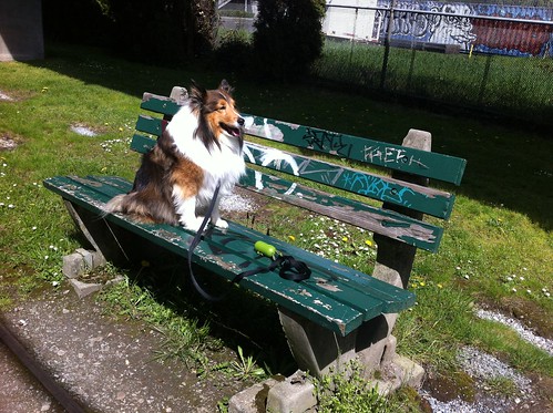 Dog on a Bench