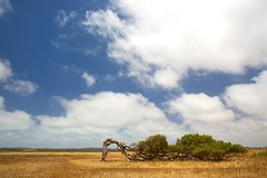 Leaning Trees of Greenough