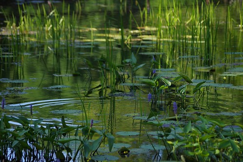 green water 1 pond pentax connecticut newengland ct ripples waterscape k3 2014 southfordfallsstatepark vbd smcpentaxda55300mmf458ed pentaxk3 summer2014