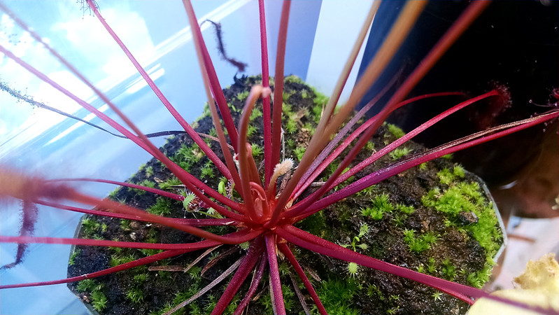 Drosera capensis red form with flower stalk