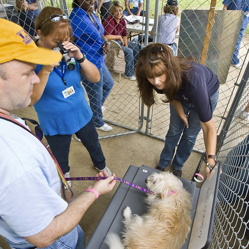 A dog being photographed at the APHIS Animal Care joint emergency exercise in Baton Rouge, LA.