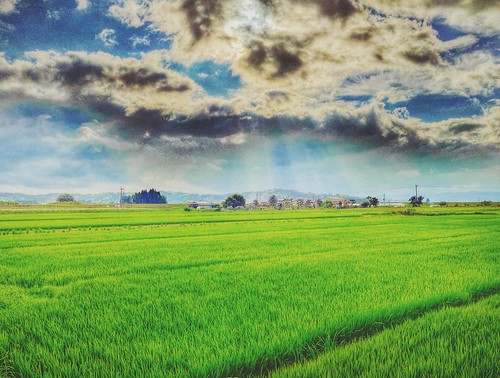 blue summer sky green japan clouds rice kagoshima 鹿児島県 日本 agriculture 夏 雲 kyushu 九州 米 農業 isashi iphoneography 伊佐市 vscocam