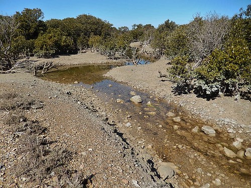 rocks stream clear mangroves portwakefield