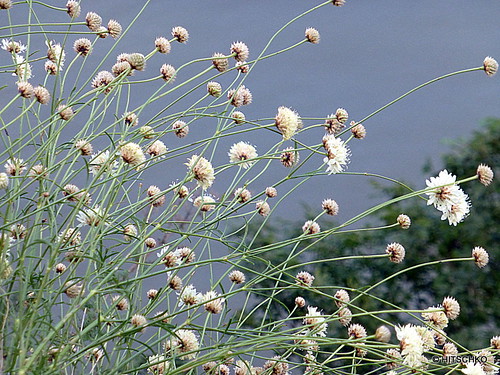 caprifoliaceae kardengewächse geissblattgewächse dipsacoideae gelbewitwenblume kitaibelwitwenblume knautiakitaibelii