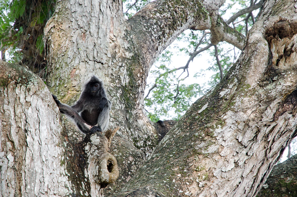 Monkey posing on a big tree at Bukit Malawati