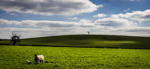england rural sheep lamb grass green sun clouds hills silhouette lines hedge hillside chesterton