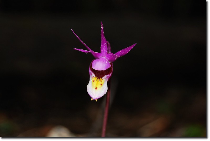 Calypso Orchid(Fairy Slipper) 7