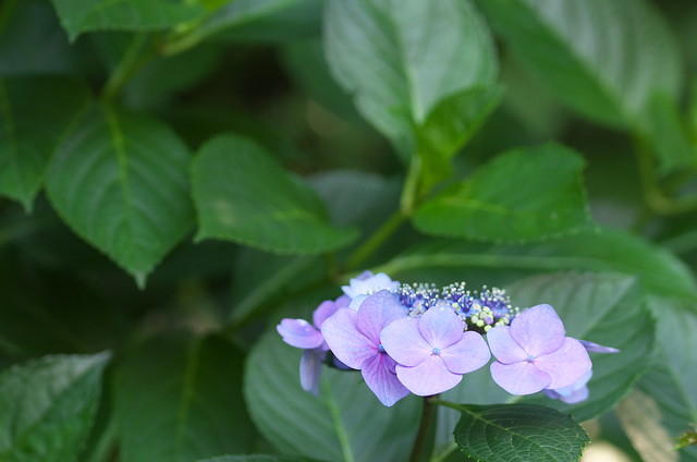 東京路地裏散歩 王子の紫陽花 2014年6月15日